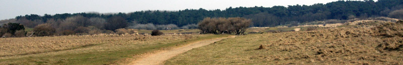 Looking from beach toward St. Lukes and pinewoods