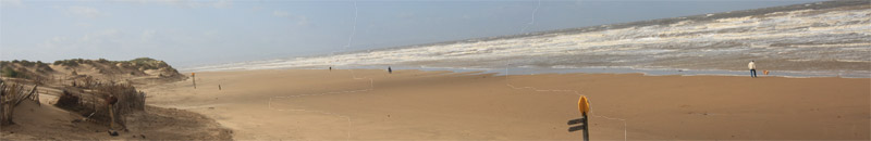 Formby beech